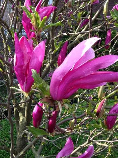 Au Ergew Hnliche B Ume F R Den Garten Magnolia Liliiflora Nigra