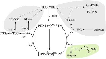 Free Radical Dependent Inhibition Of Prostaglandin Endoperoxide H