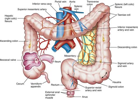 Gastrointestinal Function Basicmedical Key