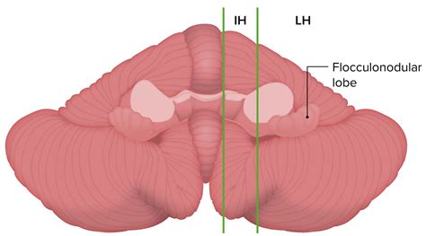 Cerebellum Anatomy Concise Medical Knowledge