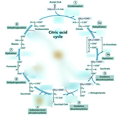 Citric Acid Cycle Diagram Quizlet