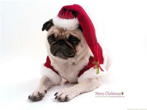 Christmas Pug Wallpapers - Wallpaper Cave