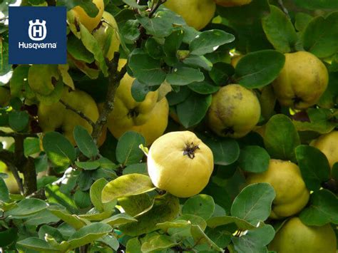 Rbol Del Membrillo Mucho M S Que Una Especie Productora De Frutos