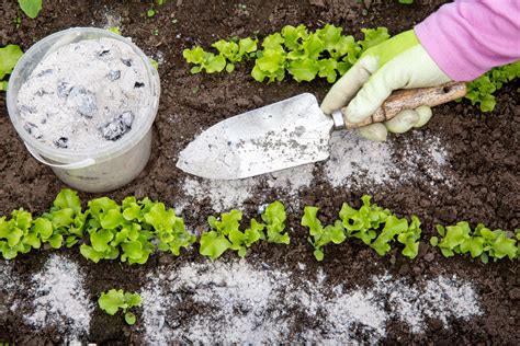 Comment Utiliser De La Cendre De Bois Au Jardin Paroles De Jardiniers