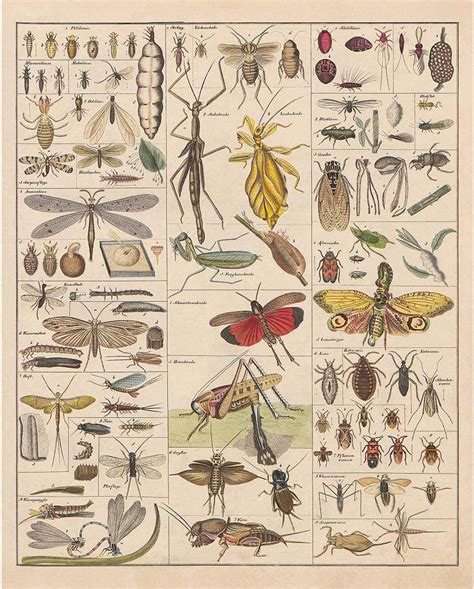 Amazon Meishe Art Poster Print Vintage Insects Breeds Insectology