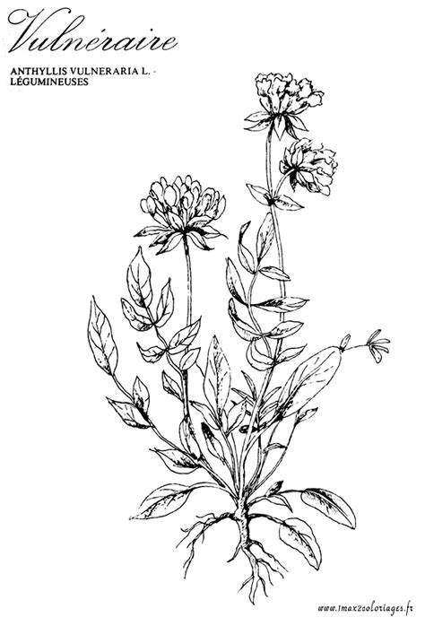 Coloriage de plantes aromatiques Le Vulnéraire a imprimer