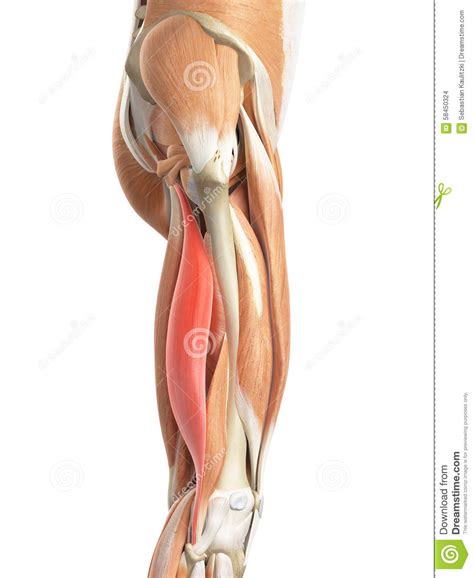 Das Bizeps Schenkel Longus Stock Abbildung Illustration Von