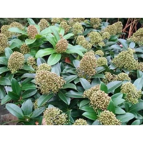 Skimmia japonica 'Fragrant Cloud'