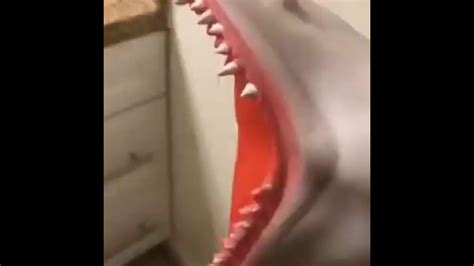 Funny Shark Tik Tok Meme Youtube