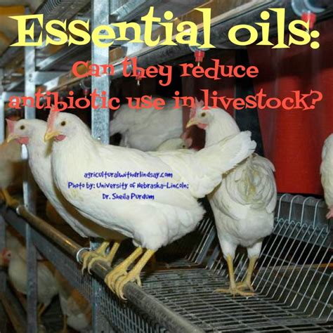 Essential Oils Can They Reduce Antibiotic Use In Livestock