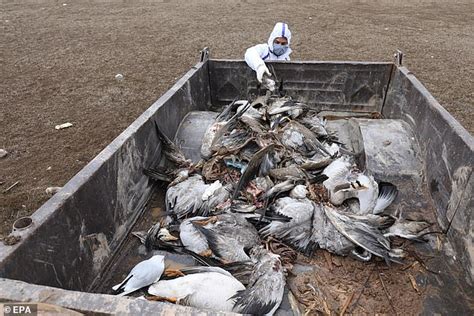 India Begins Culling Tens Of Thousands Of Birds After Outbreak Of Avian