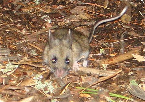 Blog de chasse au chevreuil à l'arc: Les souris à pattes blanches