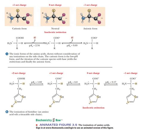 Amino Acids Can Act As Both Acids And Bases