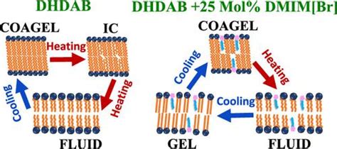 Modulation Of Phase Behavior And Microscopic Dynamics In Cationic