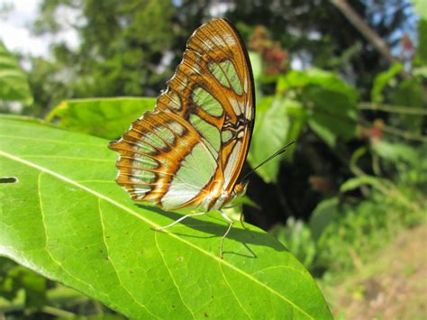 Butterfly Farm Tour Puerto Jimenez Costa Rica