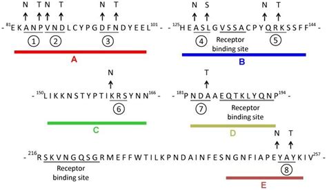 Site Directed Mutagenesis In Five Ha1 Subunit Regions A B C D E