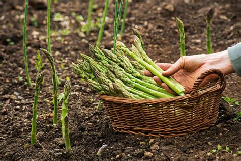 Asperge Plantation Culture R Colte Et Bienfaits