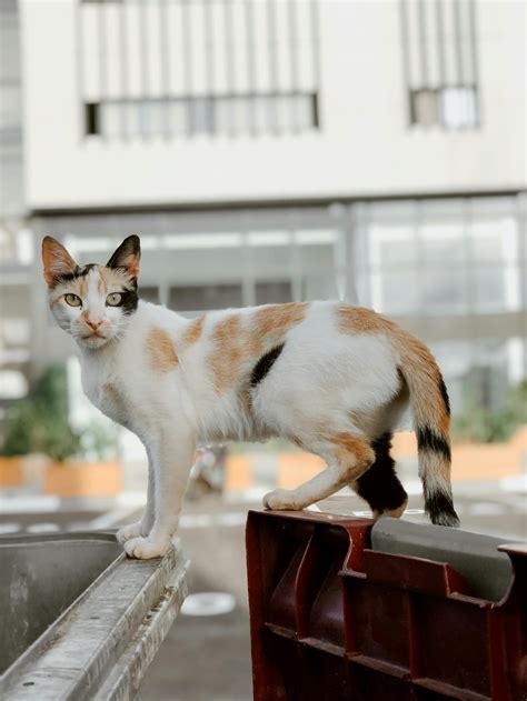 Es Verdad Que Los Gatos De Tres Colores Son Hembras El Diario De