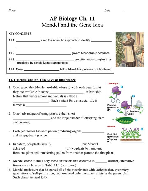 AP Ch 11 Mendel Answer Key Name Date