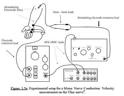 Nerve Conduction Velocity In Motor And Sensory Fibres 1532 Words