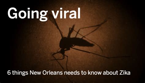 Zika Virus Things New Orleans Needs To Know Health Fitness Nola