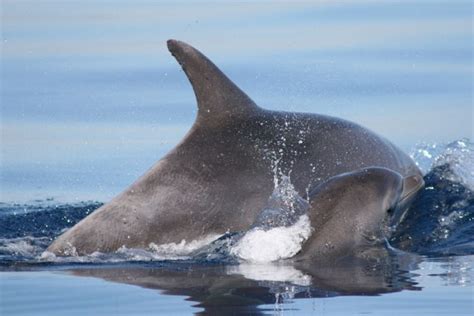 Aumentano Delfini E Tartarughe Marine Nelle Acque Delle Isole Eolie