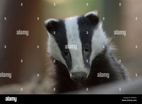 European Badger Portrait Meles Meles Stock Photo Alamy