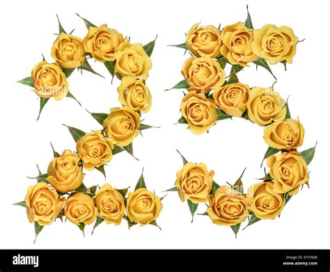 Arabic numeral 25, twenty five, from yellow flowers of rose, isolated ...