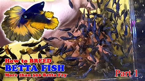 Part 1 How To Betta Fish Breeding More Than 300 Betta Fry Mustard