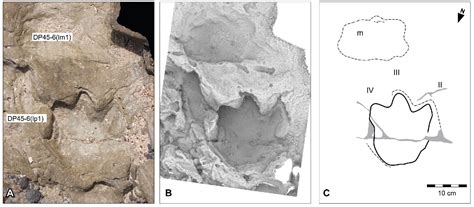 Thyreophorans Australian Dinosaurs Broome Trackmakers Dinosaur Coast