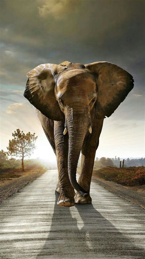 STUNNING BEAUTIFUL ELEPHANT! | Elephant wallpaper, Elephant, Elephant photography