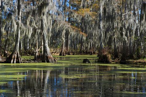 The Power Of Wetlands Saving Earth Encyclopedia Britannica