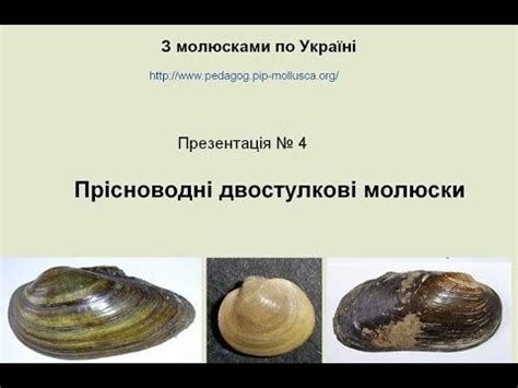 Прісноводні двостулкові молюски - YouTube