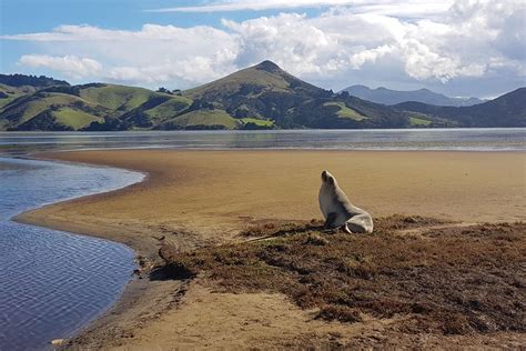 2023 Dunedin And Otago Peninsula Wildlife Tour With Optional Larnach