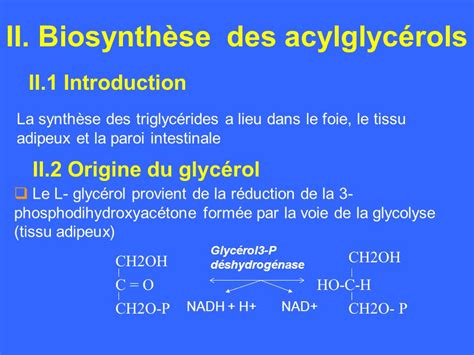 M Tabolisme Des Acylglyc Rols Et Des Sphingolipides Ppt Video Online