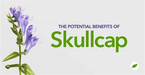 The Potential Medicinal Benefits Of American And Chinese Skullcap Nhc