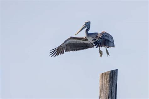 390 Juvenile Brown Pelican Stock Photos Pictures And Royalty Free