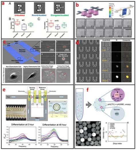 Micromachines Free Full Text Microfluidic Single Cell Manipulation