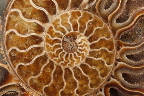 Pattern of sectioned ammonite photo WP26604