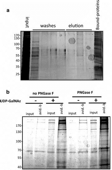 Enrichment Of P Falciparum O GlcNAcylated Proteins Was Performed By