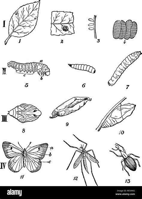 Stages Of A Butterfly Cut Out Stock Images And Pictures Alamy