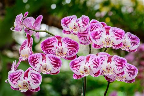 Híbridos De La Orquídea Del Phalaenopsis Orquídea Rosada Hermosa Que