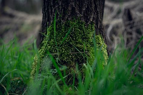 Baumstamm Baum Rinde Kostenloses Foto Auf Pixabay Pixabay