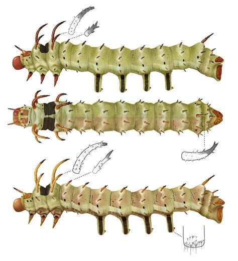 Hickory horned devil caterpillar — Diana Marques