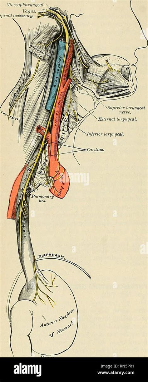 Anatomie descriptif et appliquée L anatomie 1004 LE SYSTÈME