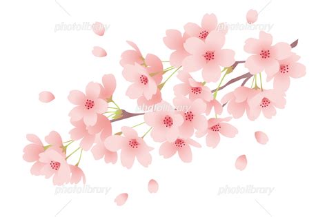 満開の桜の花 春のイメージ イラスト素材 [ 6259313 ] フォトライブラリー Photolibrary