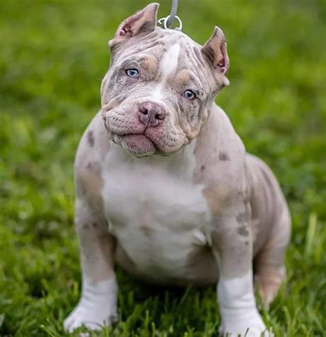 American Bully Merle Breed Prices Chocolate Blue More