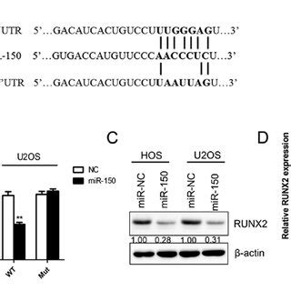 Runx Is A Direct Target Of Mir A Diagram Of The Wt And Mut