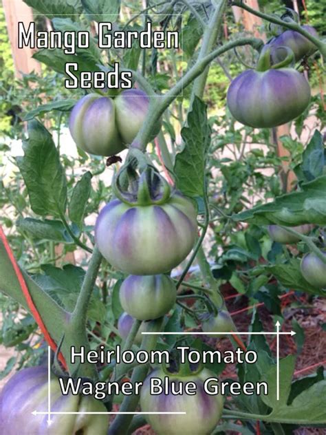 Heirloom Wagner Blue Green Tomato Seeds 5 Seed Pot Friendly Tanam