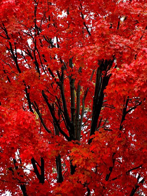 Red Maple Tree Stanley Zimny Thank You For Million Views Flickr